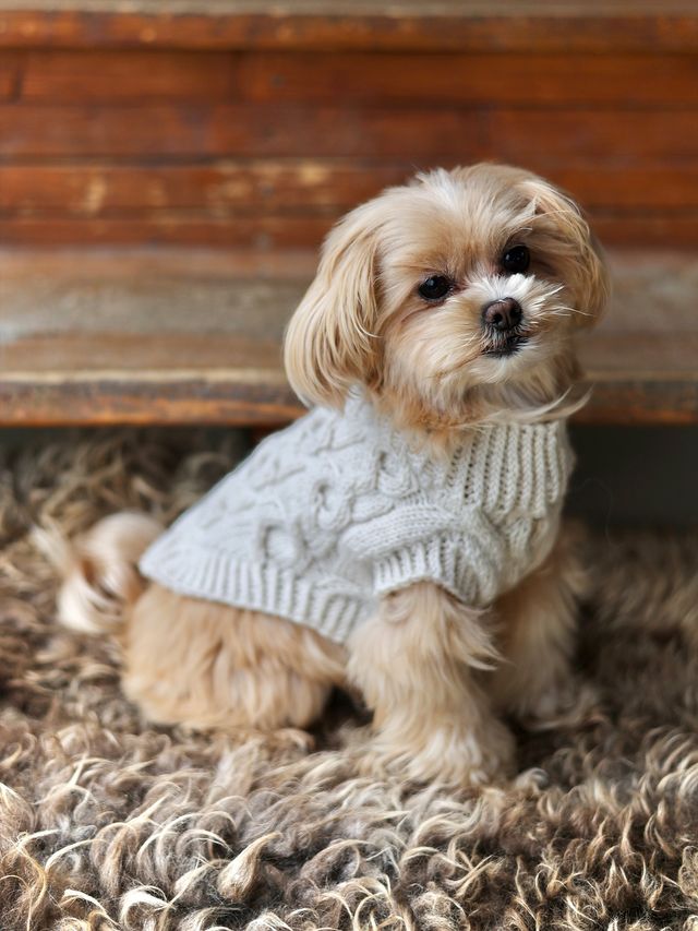 529S-17 NOVA hund m/skinnlapp